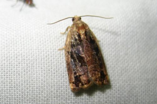 Archips oporana